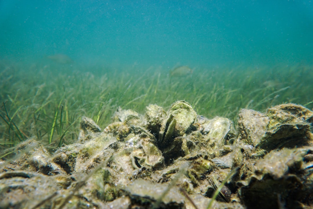 Muschelschalen als Calciumquelle