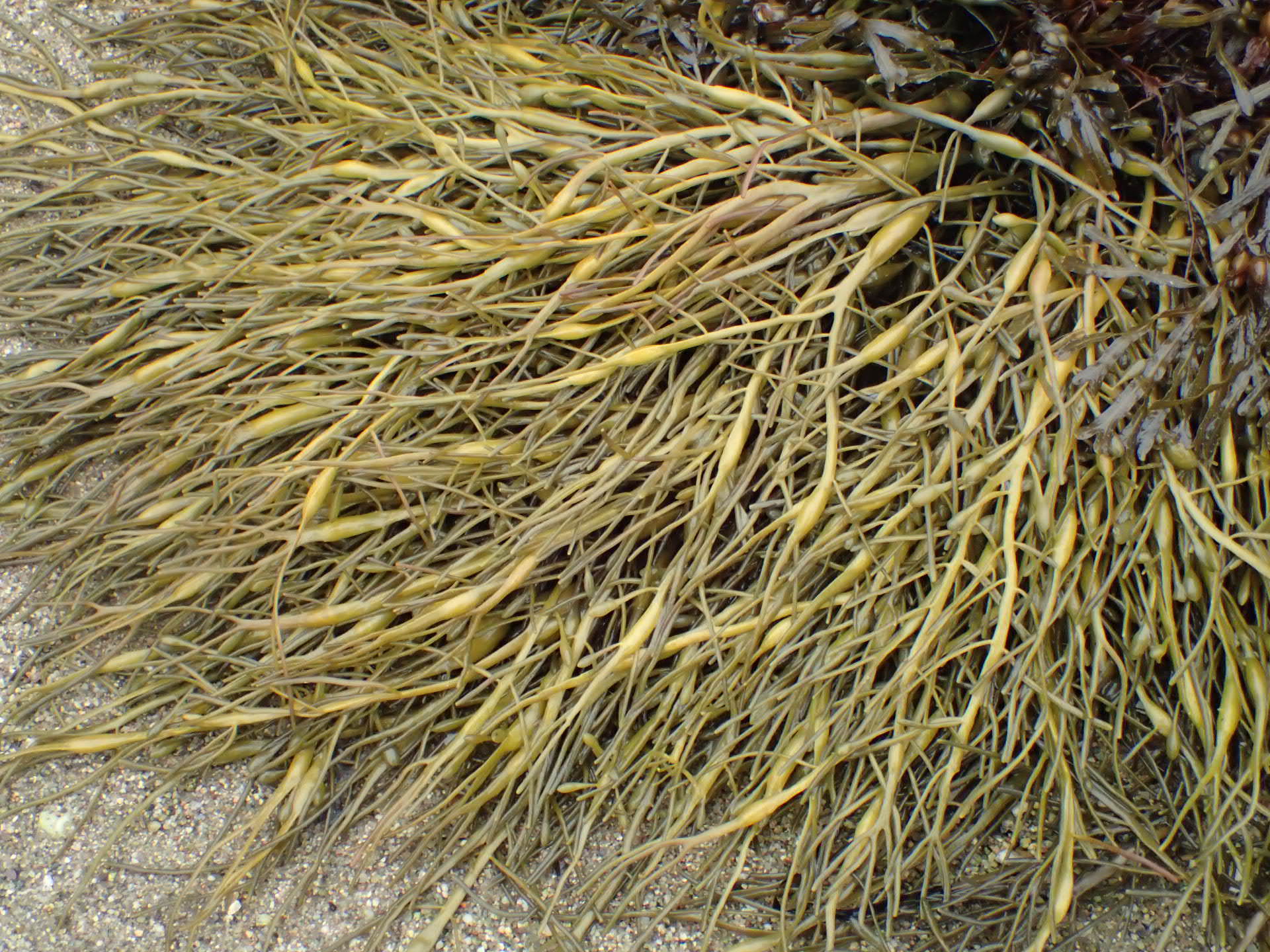 Ascophyllum nodosum, auch Knotentang, in der Gezeitenzone